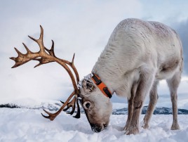 Deer_1